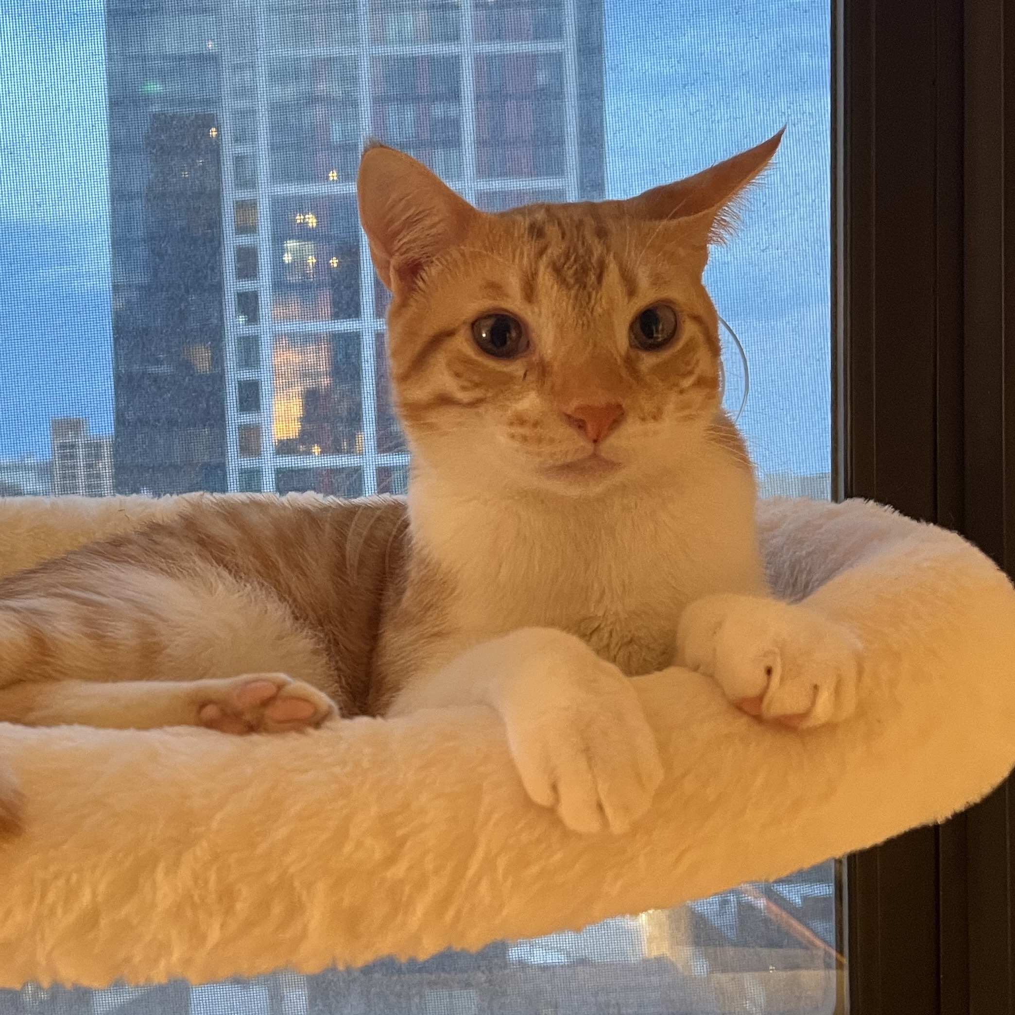 Persi, a curious orange cat, relaxing by the window